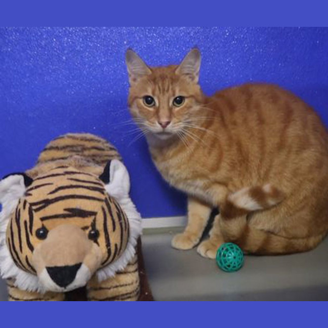 Photo of Garfield