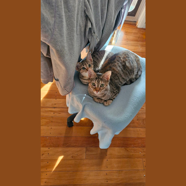 Photo of Olive 