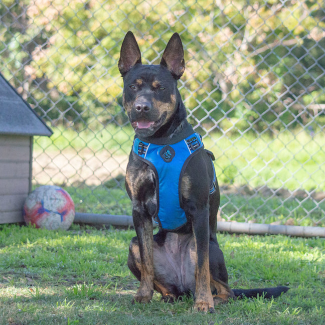 Photo of Clover