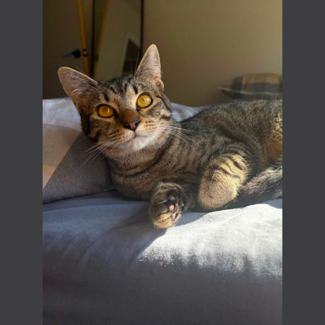 Photo of Haddy *9 Lives Project Rescue*