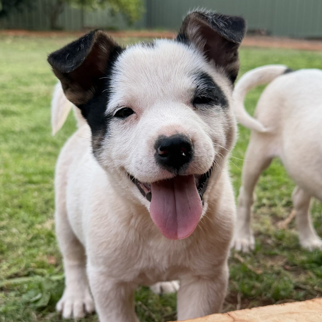 Photo of Rascal