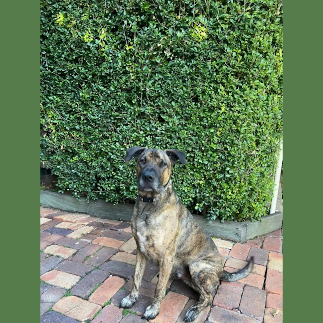 Photo of Toro *$250 Adoption Fee*
