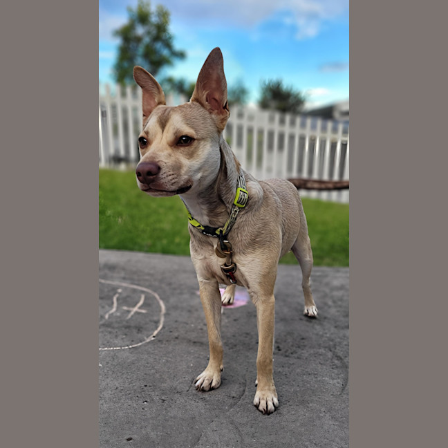 Photo of Mack   2 Year Old Chihuahua X Staffy