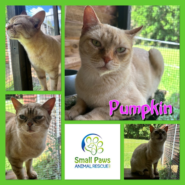 Photo of Pumpkin