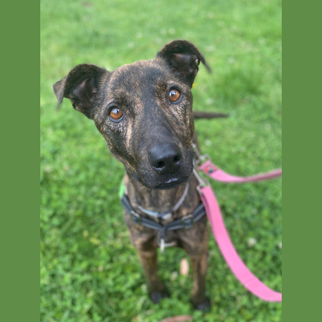 Photo of Stella Rose