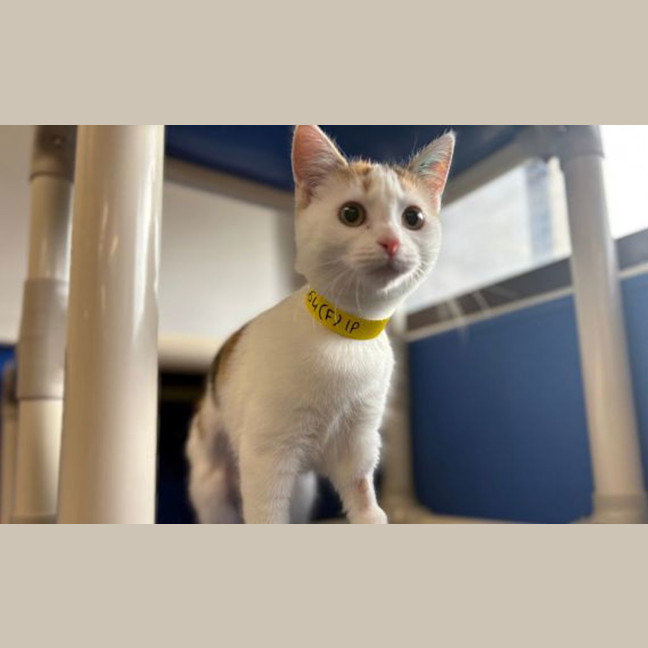 Photo of Patches