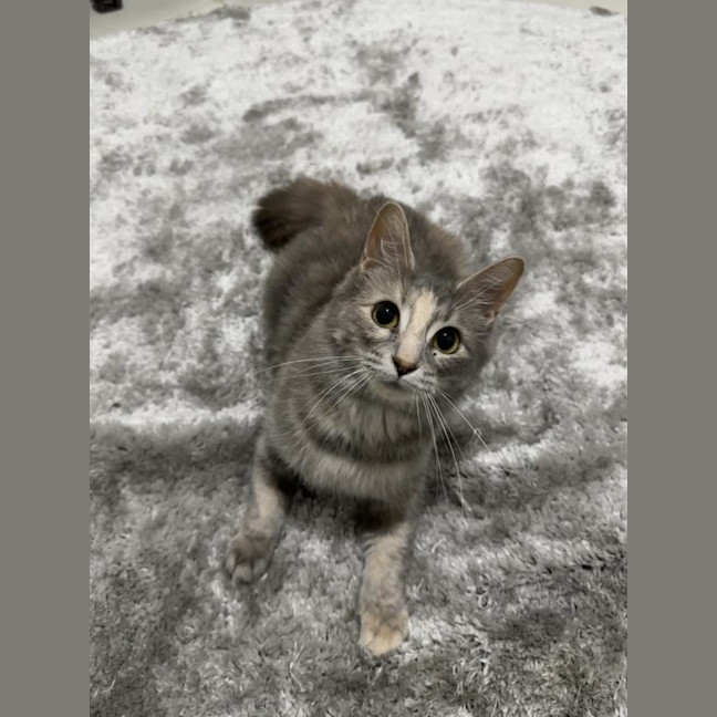 Photo of Snowy