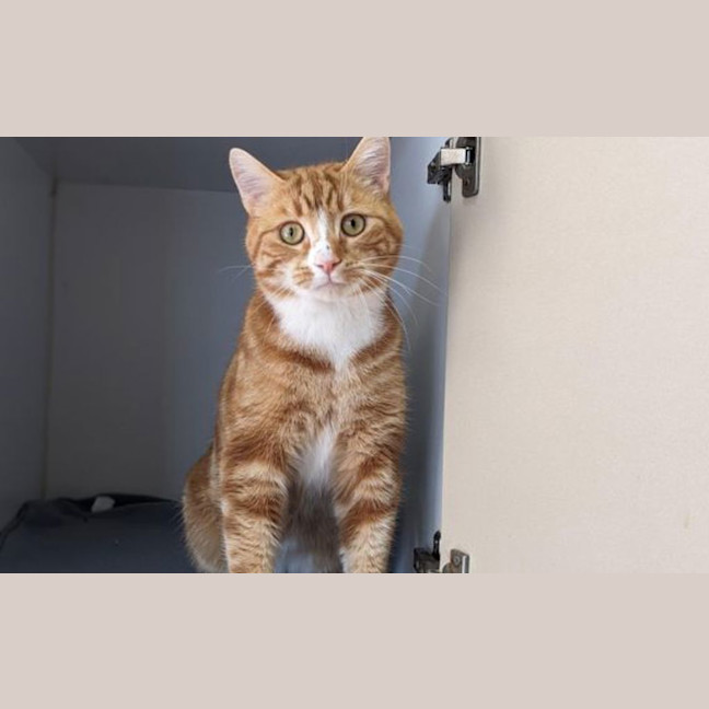 Photo of Rufus