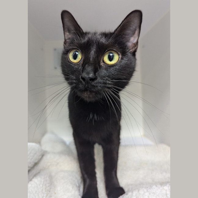Photo of Zelda