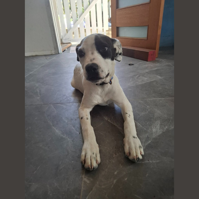 Photo of Lilly
