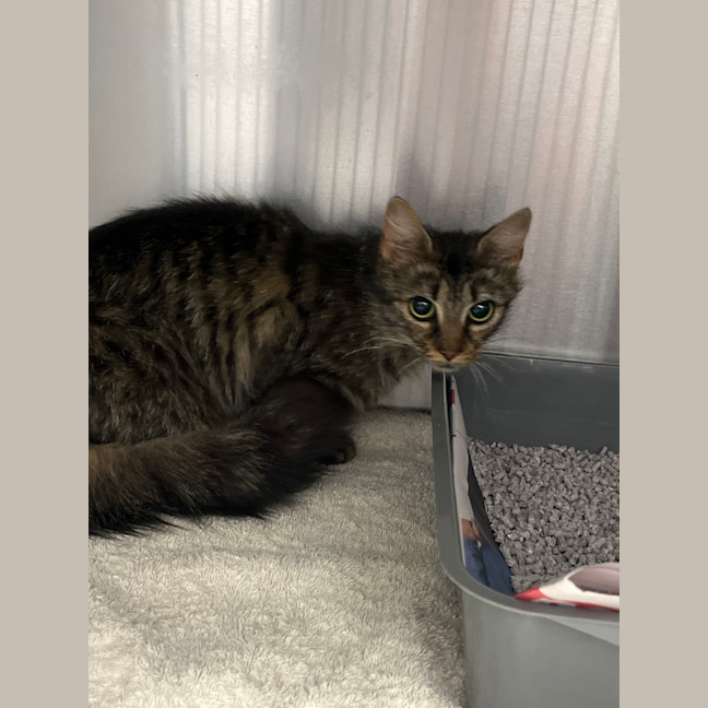 Photo of Emily Prentiss