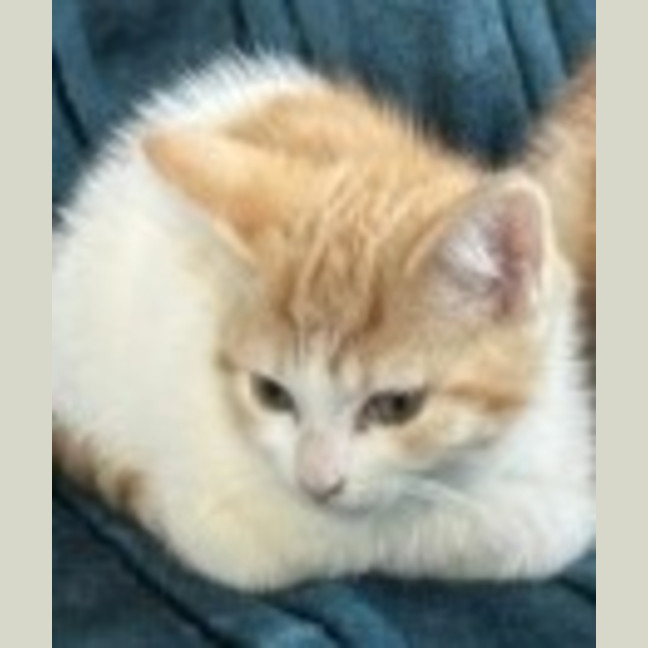 Photo of Copper ** 2nd Chance Cat Rescue**