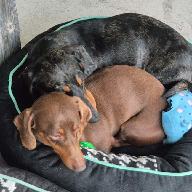 Photo of Dasher And Buddy