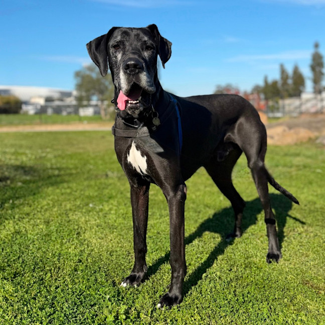 Photo of Boof
