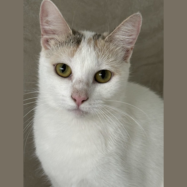 Photo of Sesame   Now At Pet Quarters Belmont