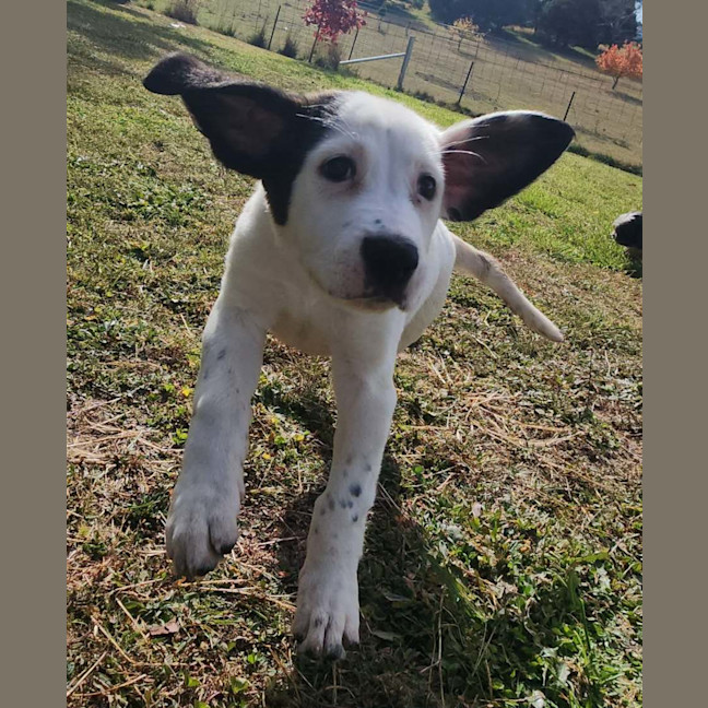 Photo of Dora