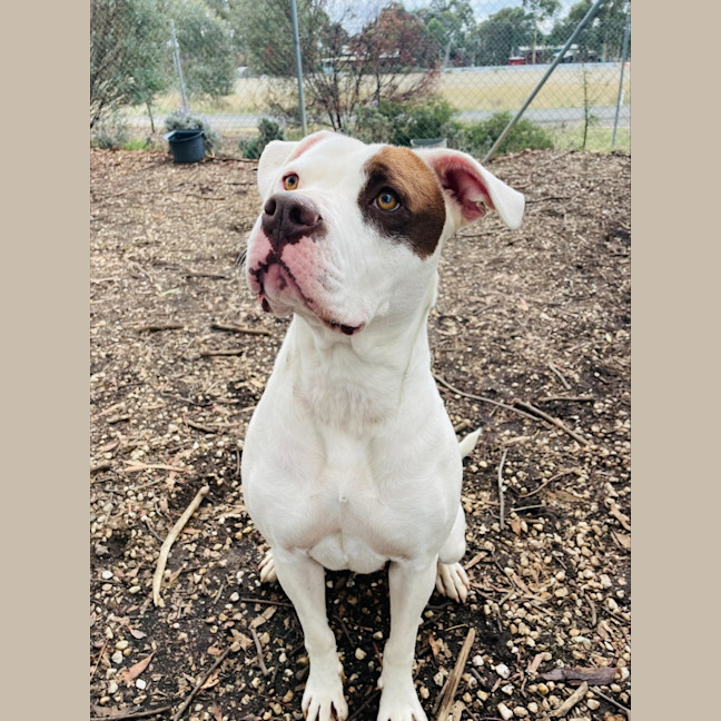 Photo of Ruby