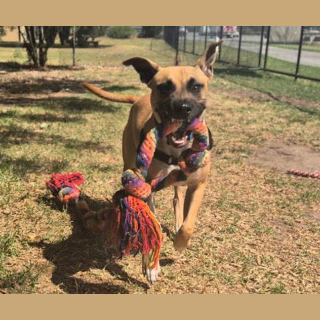 Photo of Harvey