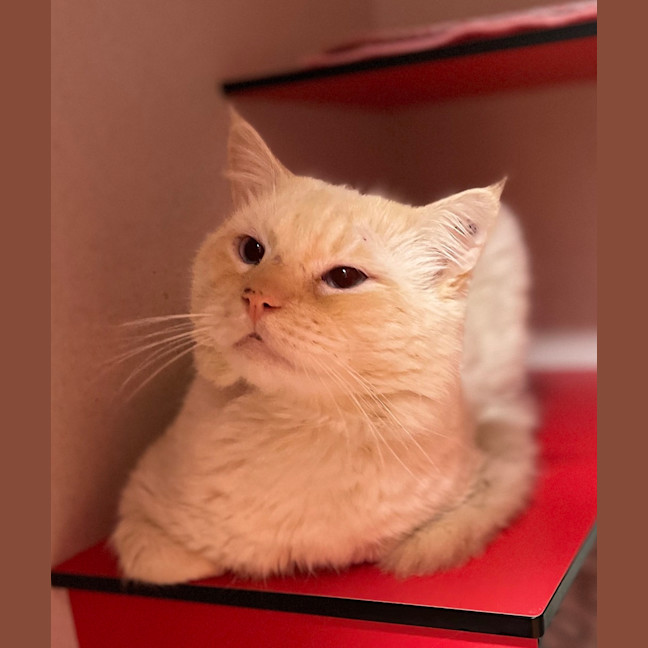 Photo of Oliver 