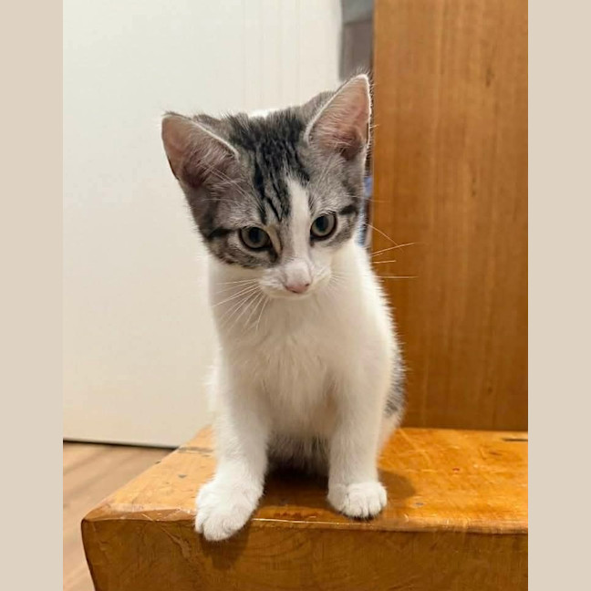 Photo of Kali