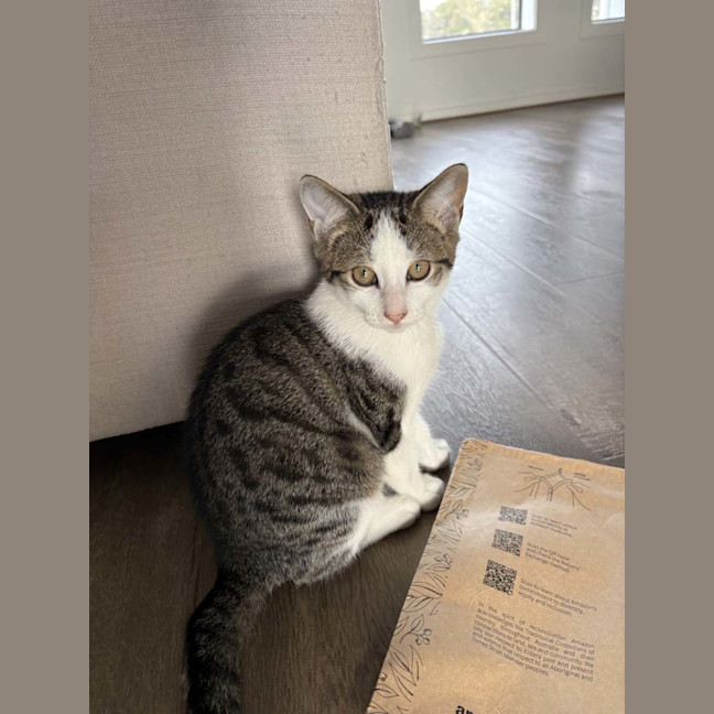Photo of Baby J *9 Lives Project Rescue*