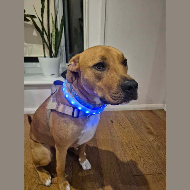Photo of Rusty