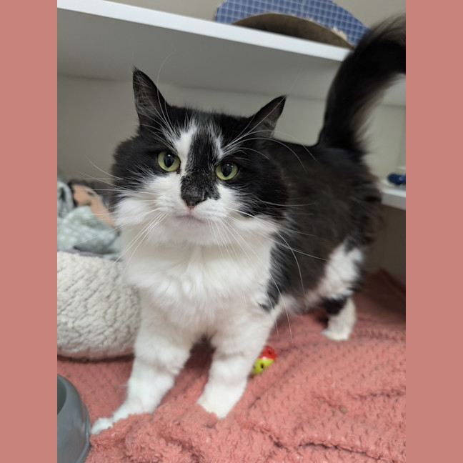Photo of Callie