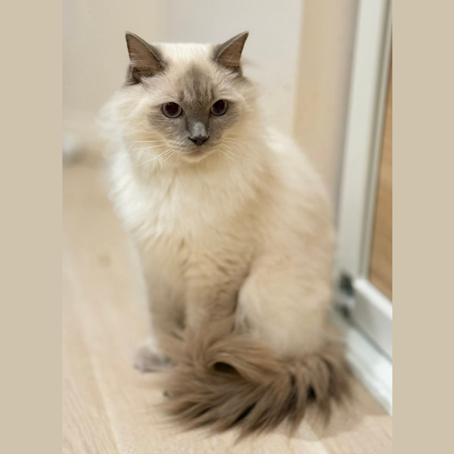 Photo of Nimbus