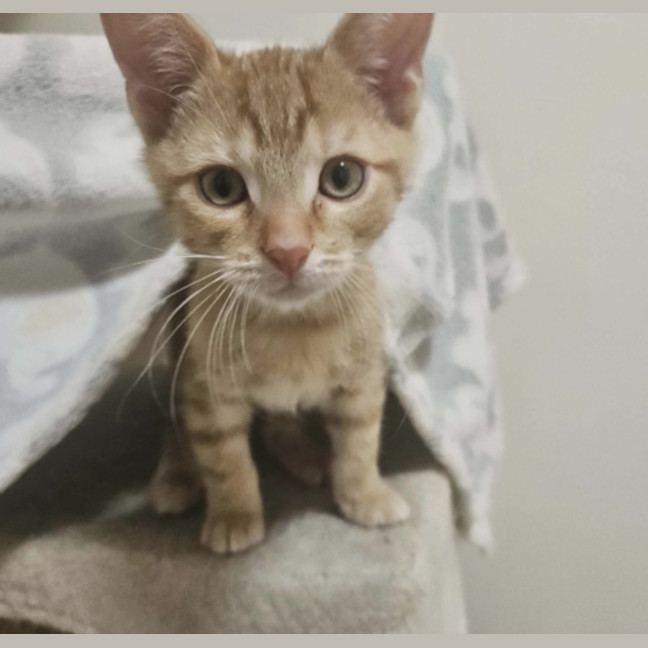 Photo of Storm – Ringworm Special $49