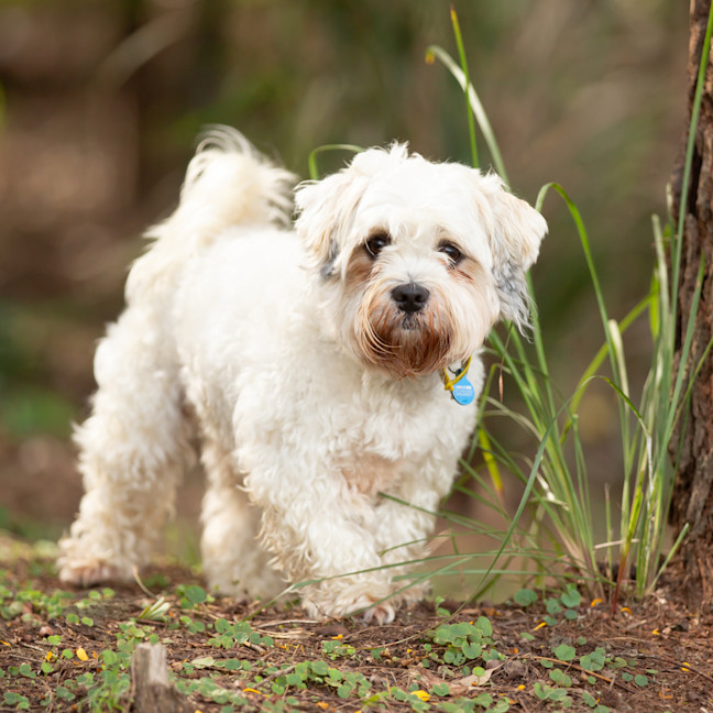 Photo of Alfie 