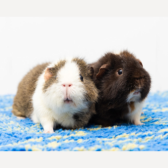 Photo of Gidget