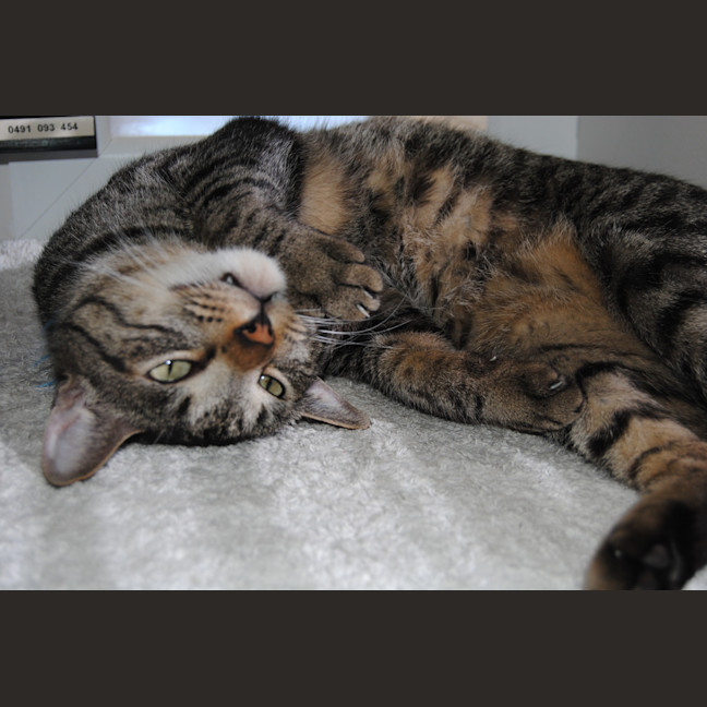 Photo of Dexter