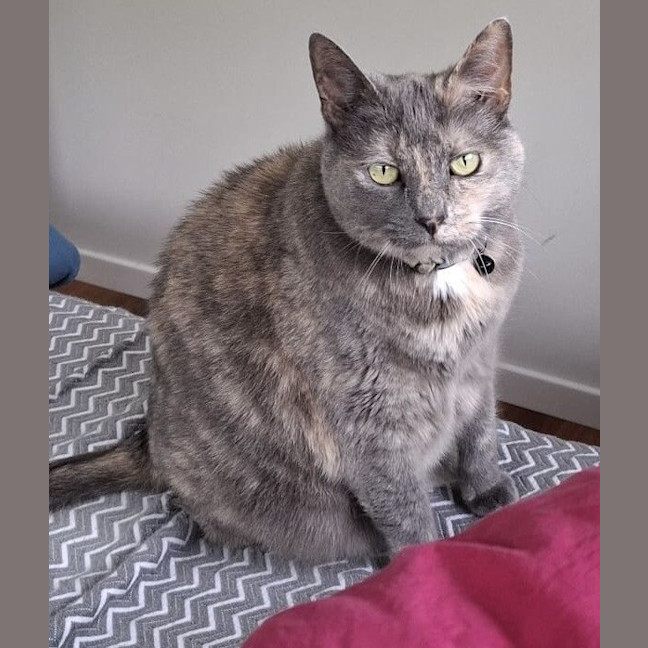 Photo of Gracie
