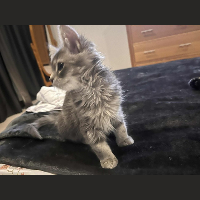 Photo of Trowel   In Foster Care In Greensborough