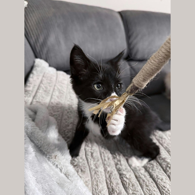 Photo of Noodle *9 Lives Project Rescue*