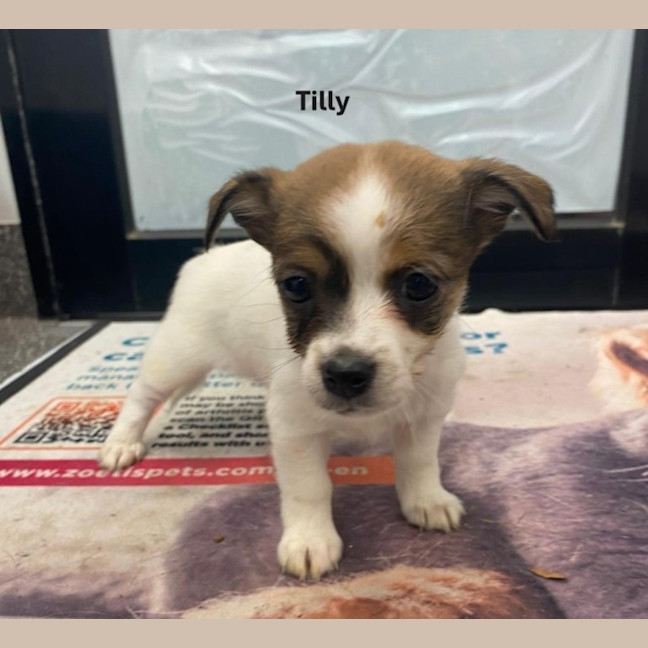 Photo of Jack Russell X Puppies!