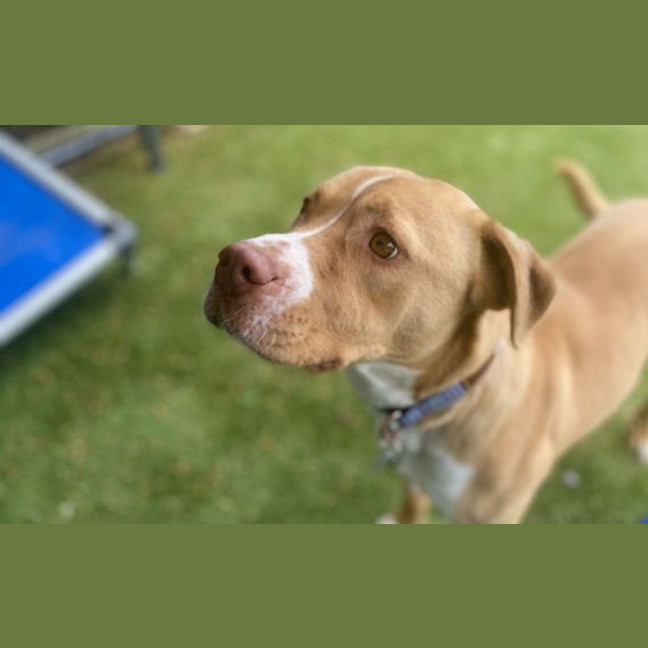 Photo of Honey