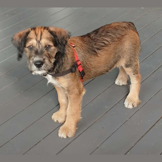 Photo of Kazoo