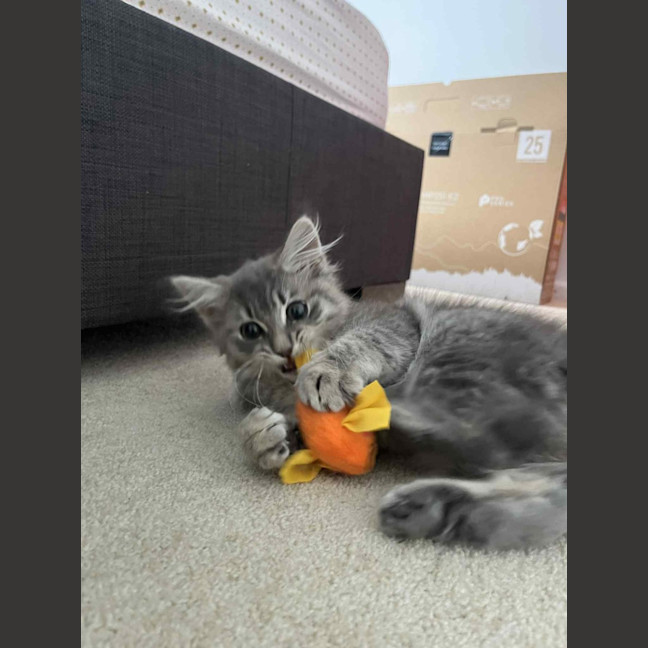 Photo of Cleo (Cleopatra)   In Foster Care In Doncaster 