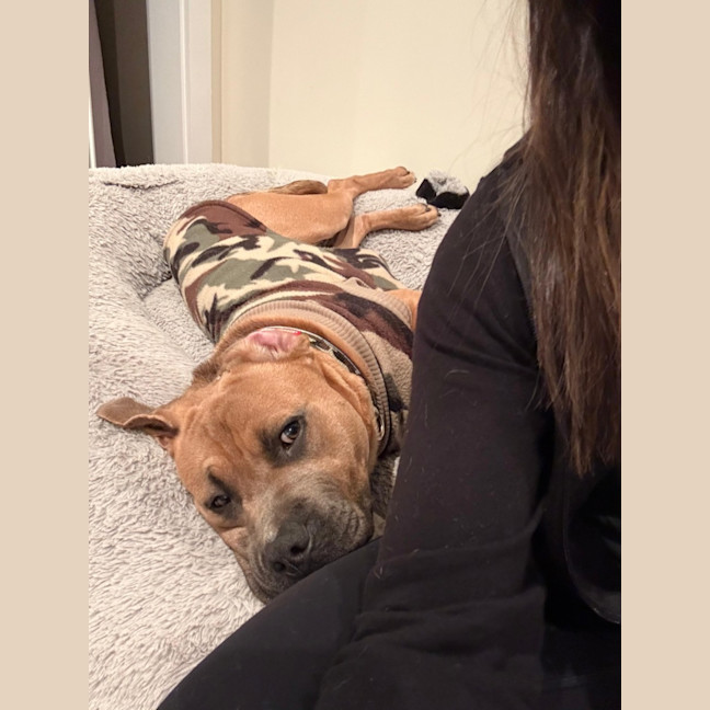 Photo of Scout