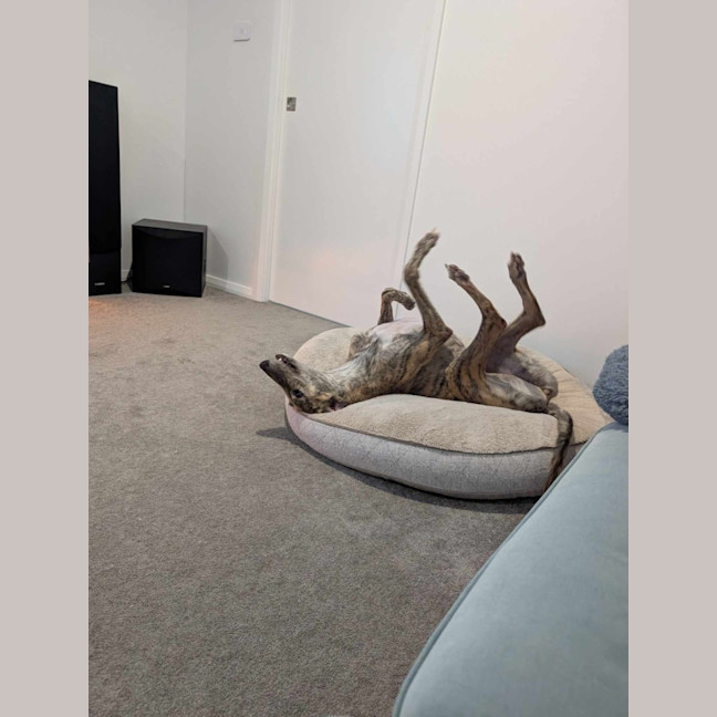 Photo of Roz, The Cat Friendly Greyhound