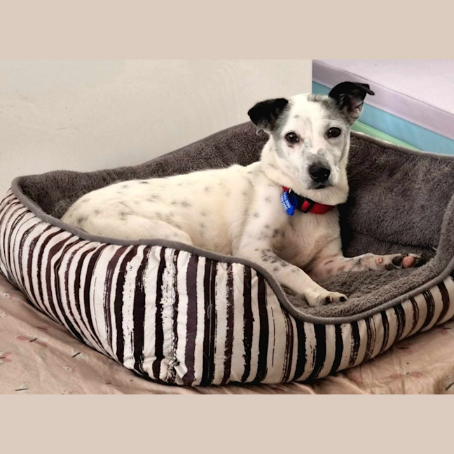 Photo of Clancy   10 Year Old Mixed Breed