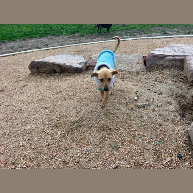 Photo of Honey