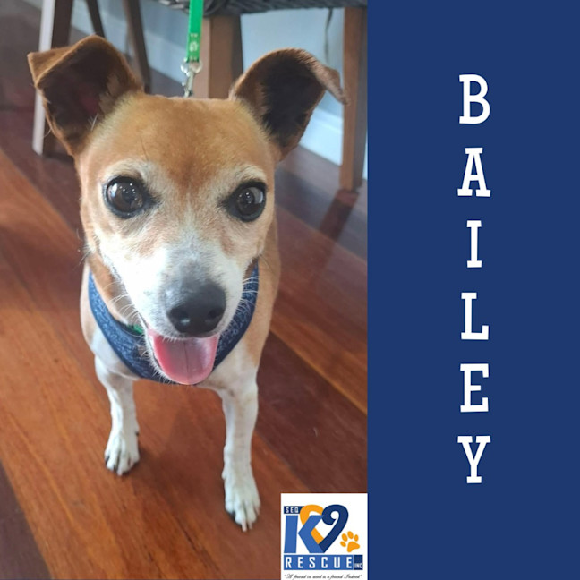 Photo of Bailey