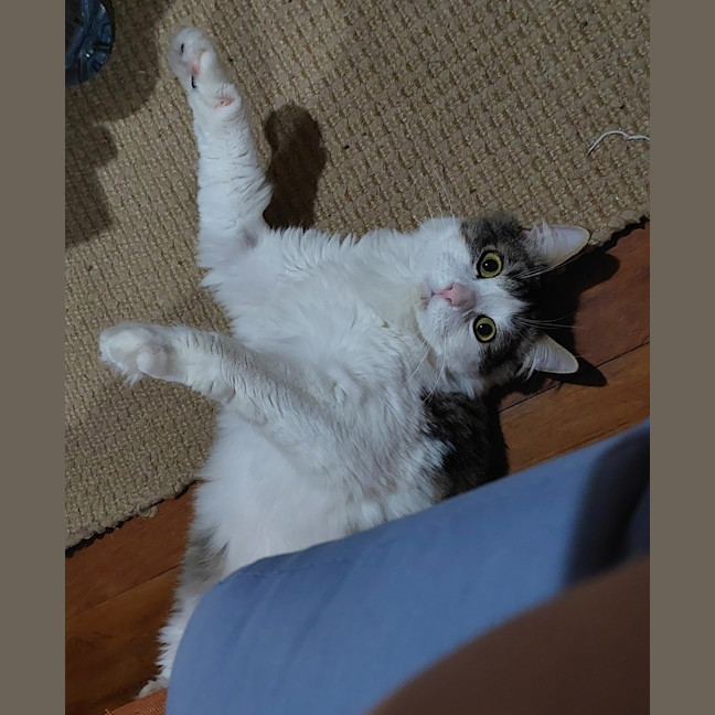 Photo of Atlas