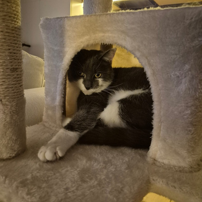 Photo of Smokey