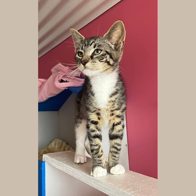 Photo of Pepper