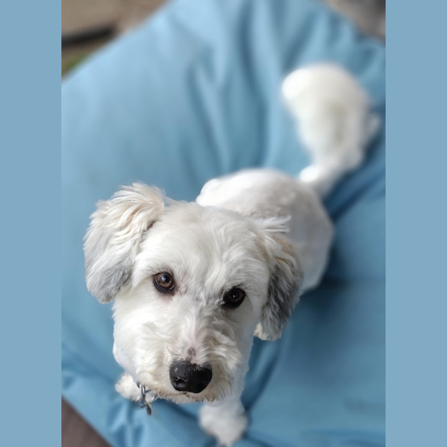 Photo of Tiddlewick