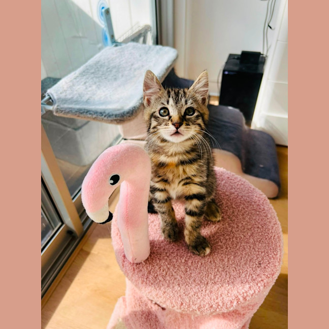 Photo of 🤎 Dani 🤎
