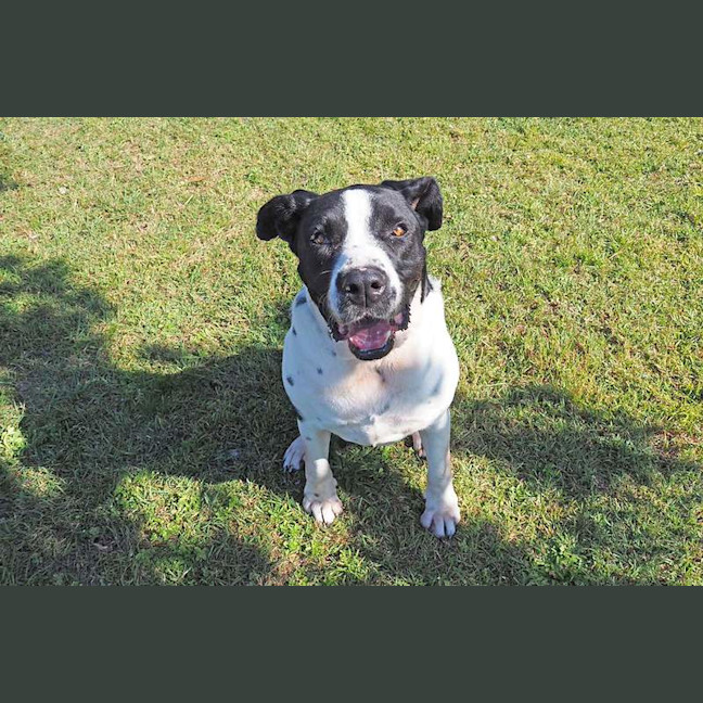 Photo of Lacey